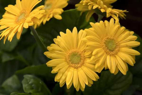 Yellow Gerber Daisy — Stock Photo, Image