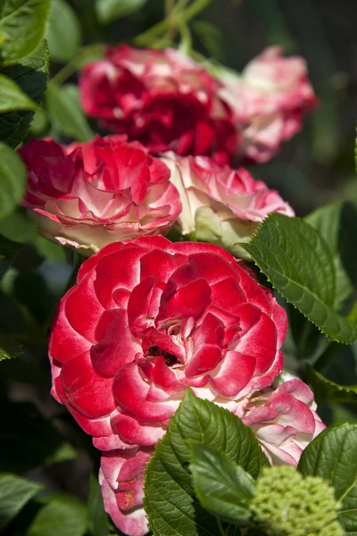Rote Rosen in einem Garten — Stockfoto