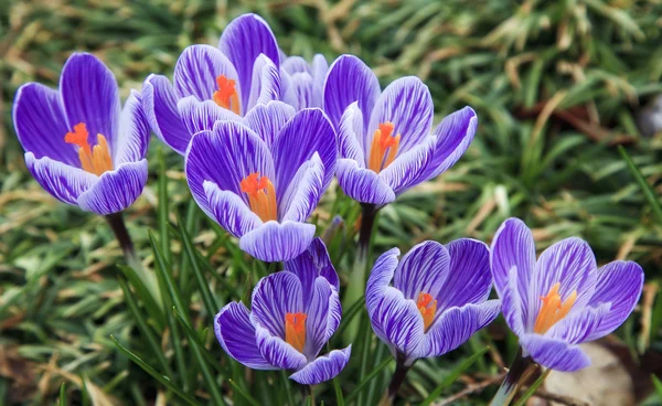 stock image Purple and white crocus in Bloom