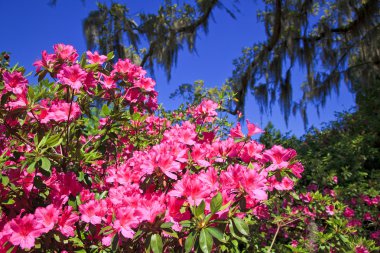 Pink Azaleas clipart