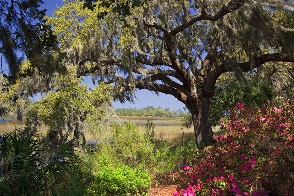 Jižní Karolína v květu — Stock fotografie