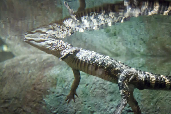Alligator-Spiegelung — Stockfoto