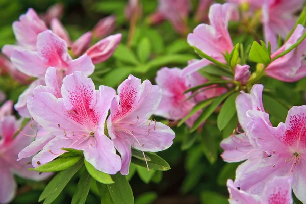 Azaleas rosadas — Foto de Stock
