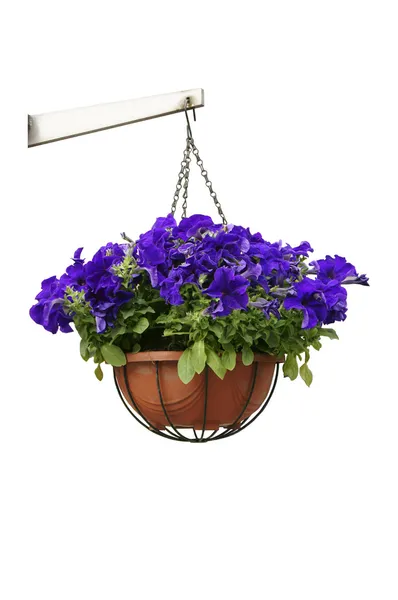 Hanging purple flowers — Stock Photo, Image