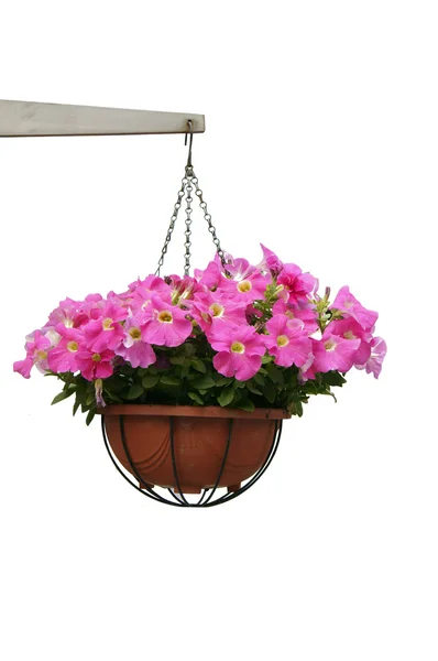 Hanging potted pink flowers — Stock Photo, Image