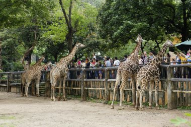 üst sık sık almak onların çocukları hayvanat bahçesine hafta sonu ve resmi tatil. Onlar zürafalar yapraklarıyla besleniyor.