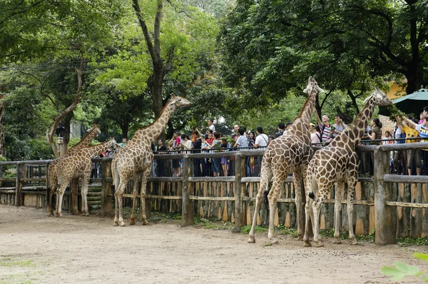 Os pais muitas vezes levam seus filhos ao zoológico no fim de semana e feriado. Eles estão alimentando as girafas com folhas . — Fotografia de Stock