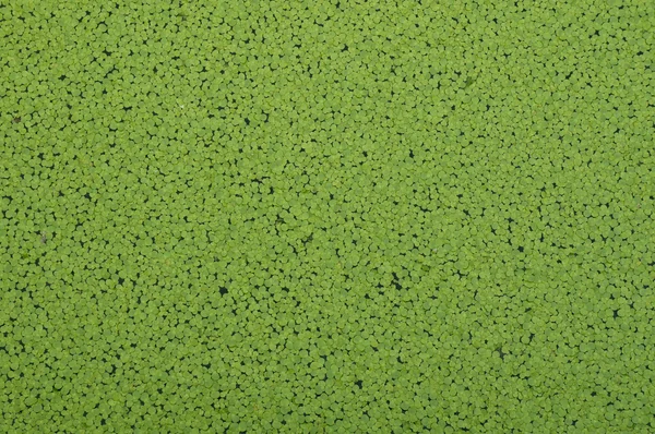 Yeşil duckweed