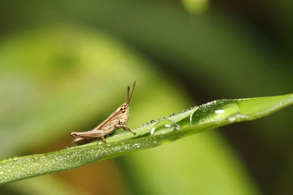 Gräshoppa på blad med daggdroppar — Stockfoto