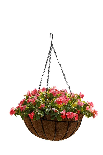 Hanging basket of beautiful flowers — Stock Photo, Image