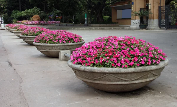 Fleurs en fleurs dans des pots de fleurs — Photo