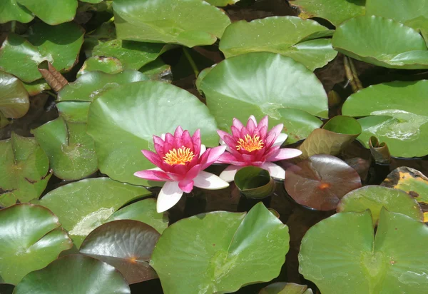 stock image Water Lilies in Mallorca