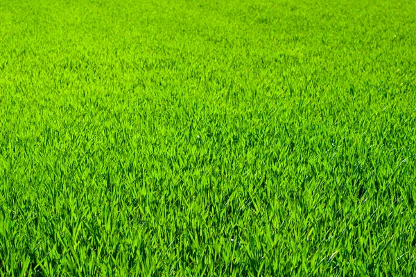 stock image Green grass