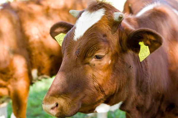 Calf / cow — Stock Photo, Image