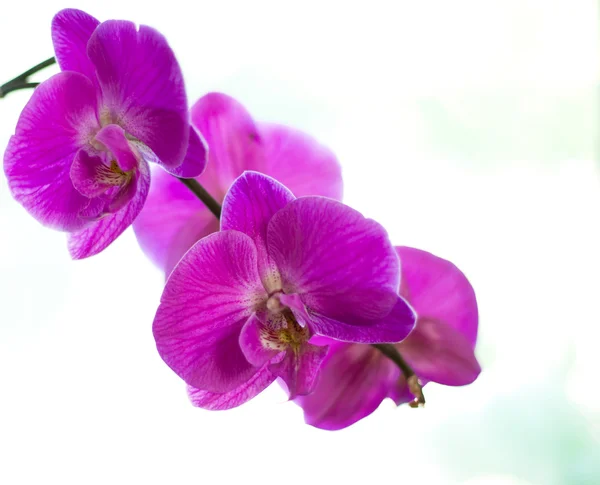 Orkidéer Stockbild