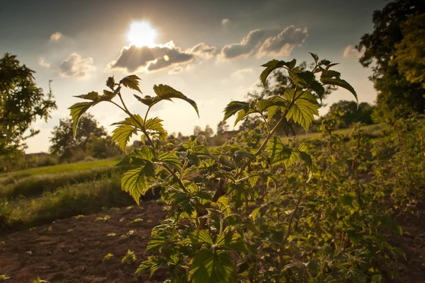 stock image Raspberry