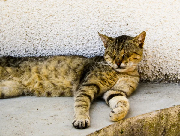 stock image Sleepy cat