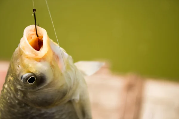 stock image Fish on hook