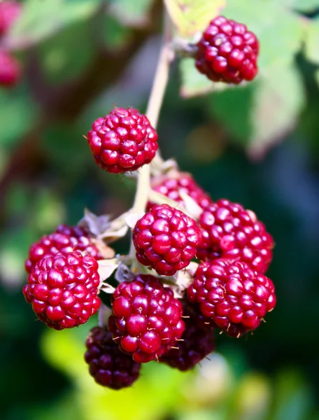 Wild raspberry — Stock Photo, Image