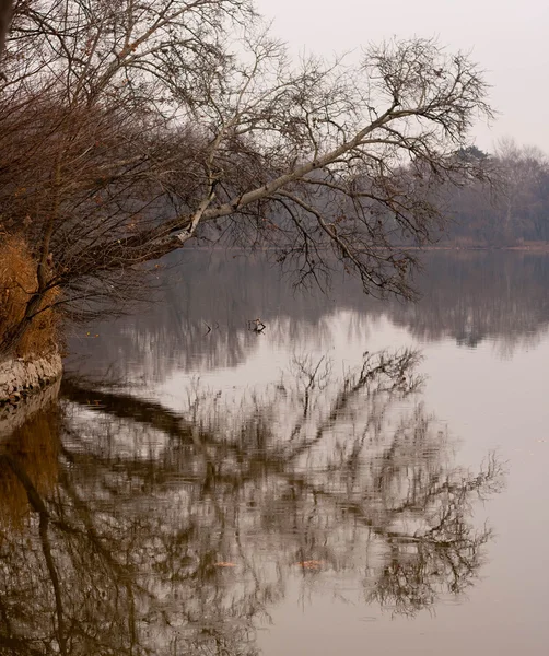 호수 근처 의나무 로열티 프리 스톡 사진