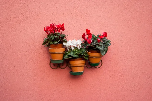 stock image Flowers