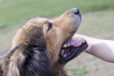 kahverengi köpek