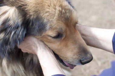 kahverengi köpek