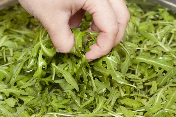 stock image Rucola leaves