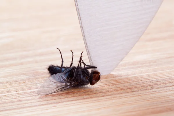 stock image Fly and knife