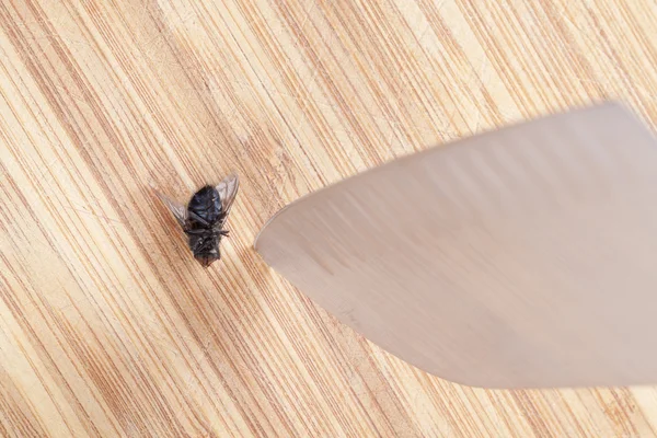 Fly and knife — Stock Photo, Image