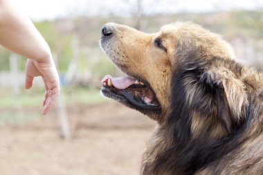 kahverengi köpek