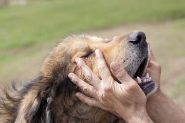 kahverengi köpek