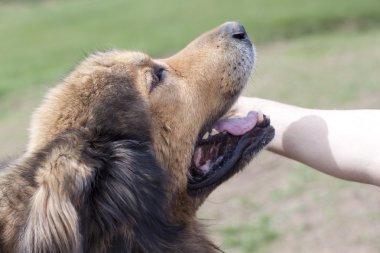 kahverengi köpek