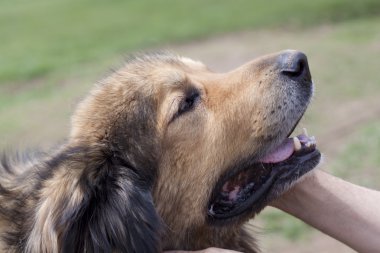 kahverengi köpek