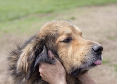 kahverengi köpek