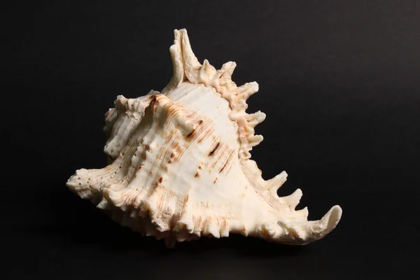 Bílé shell — Stock fotografie