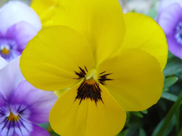 Violets in spring — Stock Photo, Image