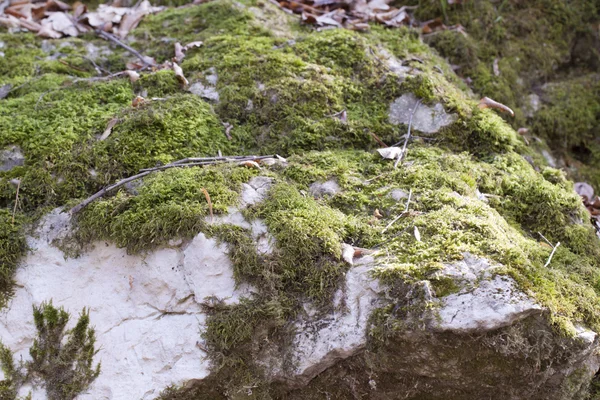树上的苔藓 — 图库照片