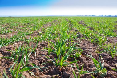 Corn field close up clipart