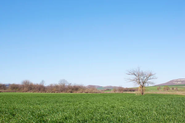 Campo de trigo con árbol —  Fotos de Stock