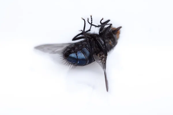 Död fluga — Stockfoto