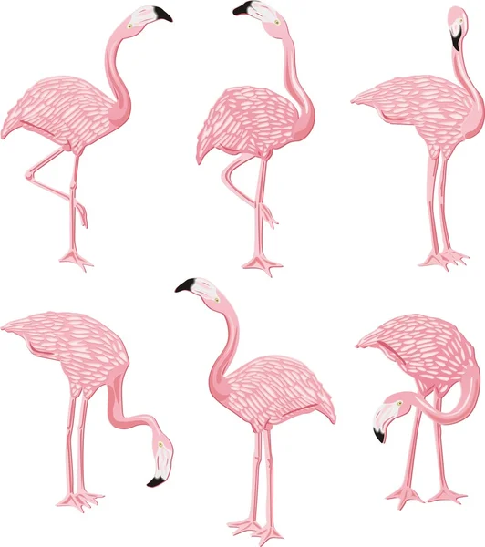 Flamingolar pembe — Stok Vektör
