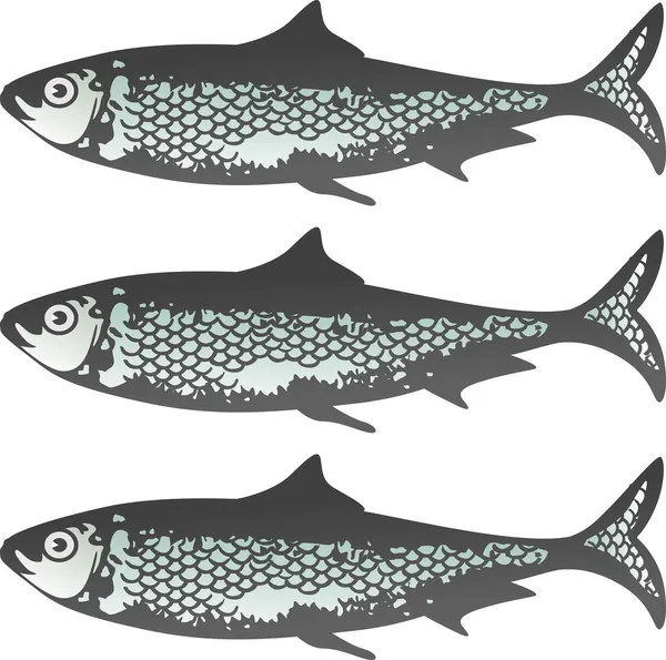 Sardines fraîches — Image vectorielle