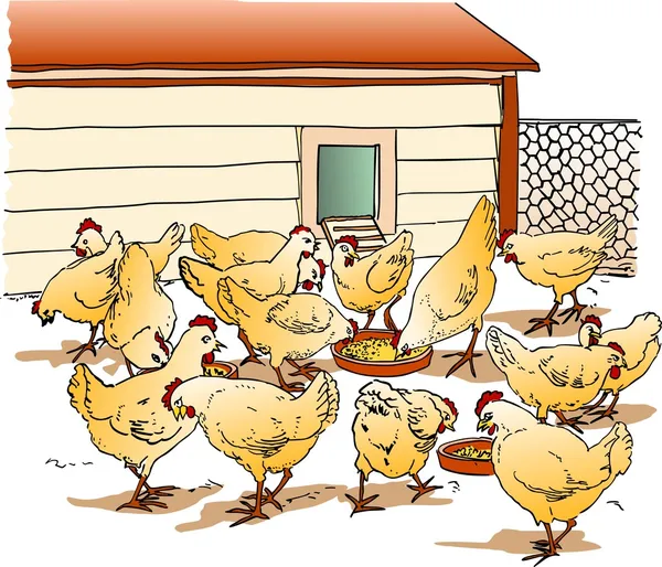 Kyckling Coop — Stock vektor
