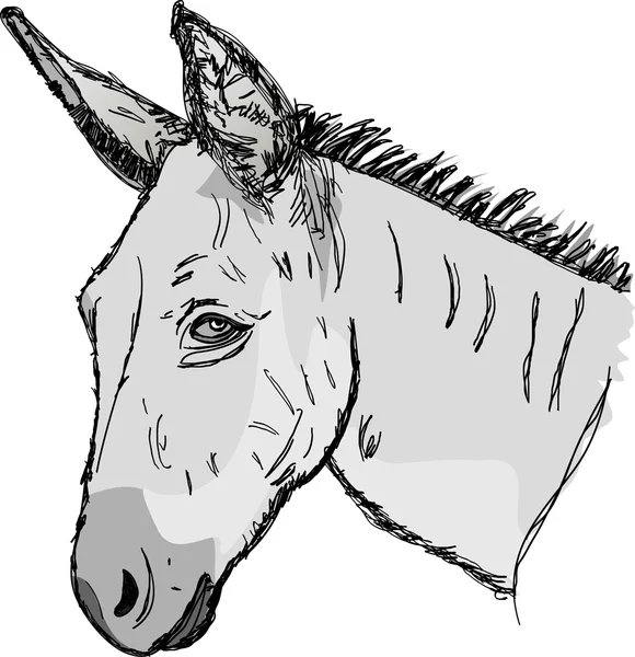 Sketch donkey head — Stock Vector