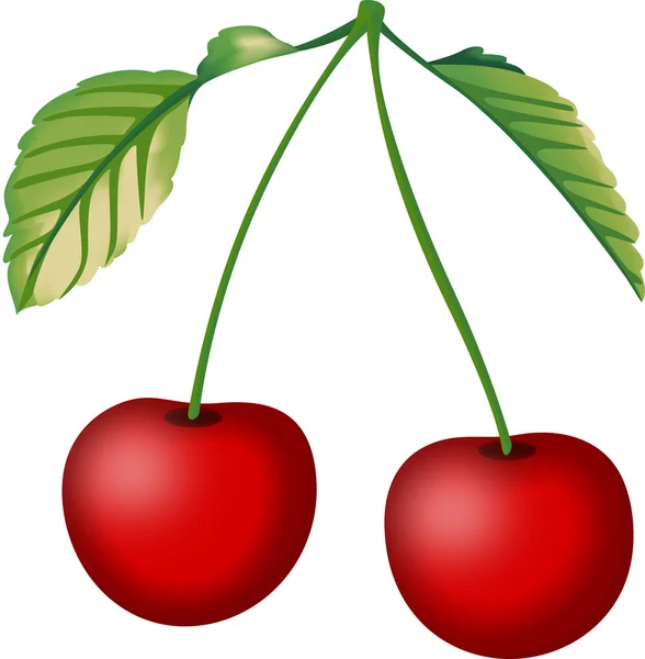 Cerises fruits rouges — Image vectorielle