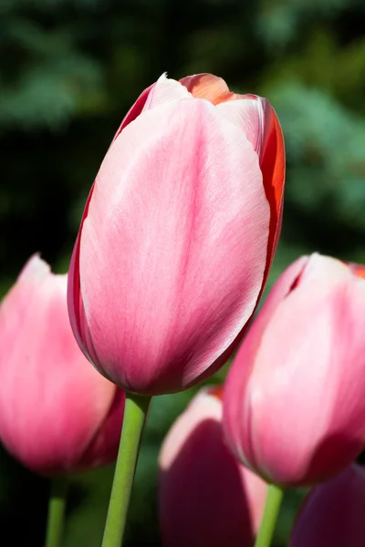 Tulipanes rosados pastel — Foto de Stock
