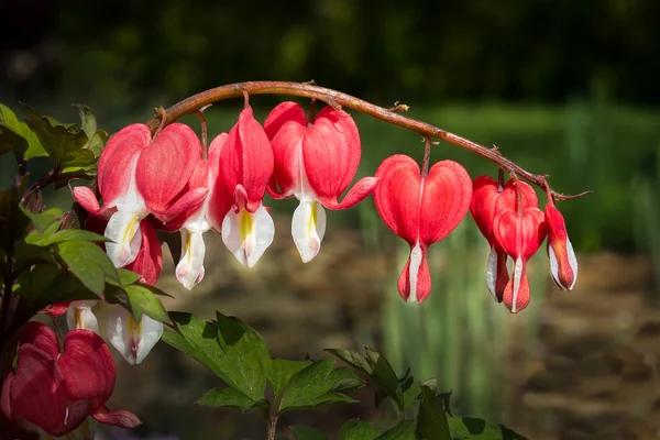 Sangrado rojo flores del corazón —  Fotos de Stock