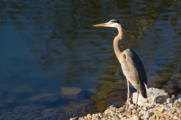 Grote blauwe reiger — Stockfoto