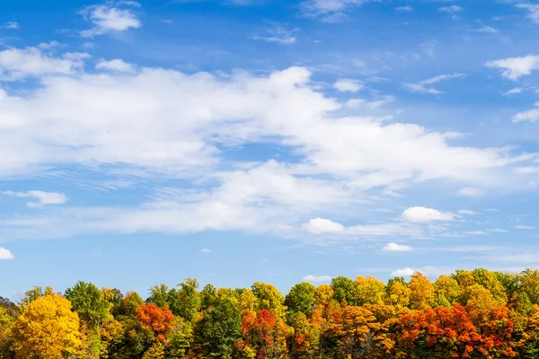 Fall Tree Line and Sky — Stock Photo, Image